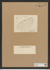 Diatomeae indet. Zeichnungen Sammlung Grunow Nr. 6727 (NHMW-BOT-W0375537)